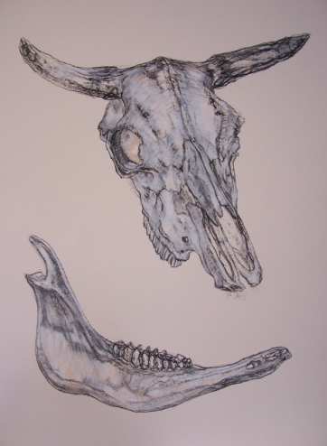 Skull, charcoal on paper, aquisition, Ballarat Fine Art Gallery